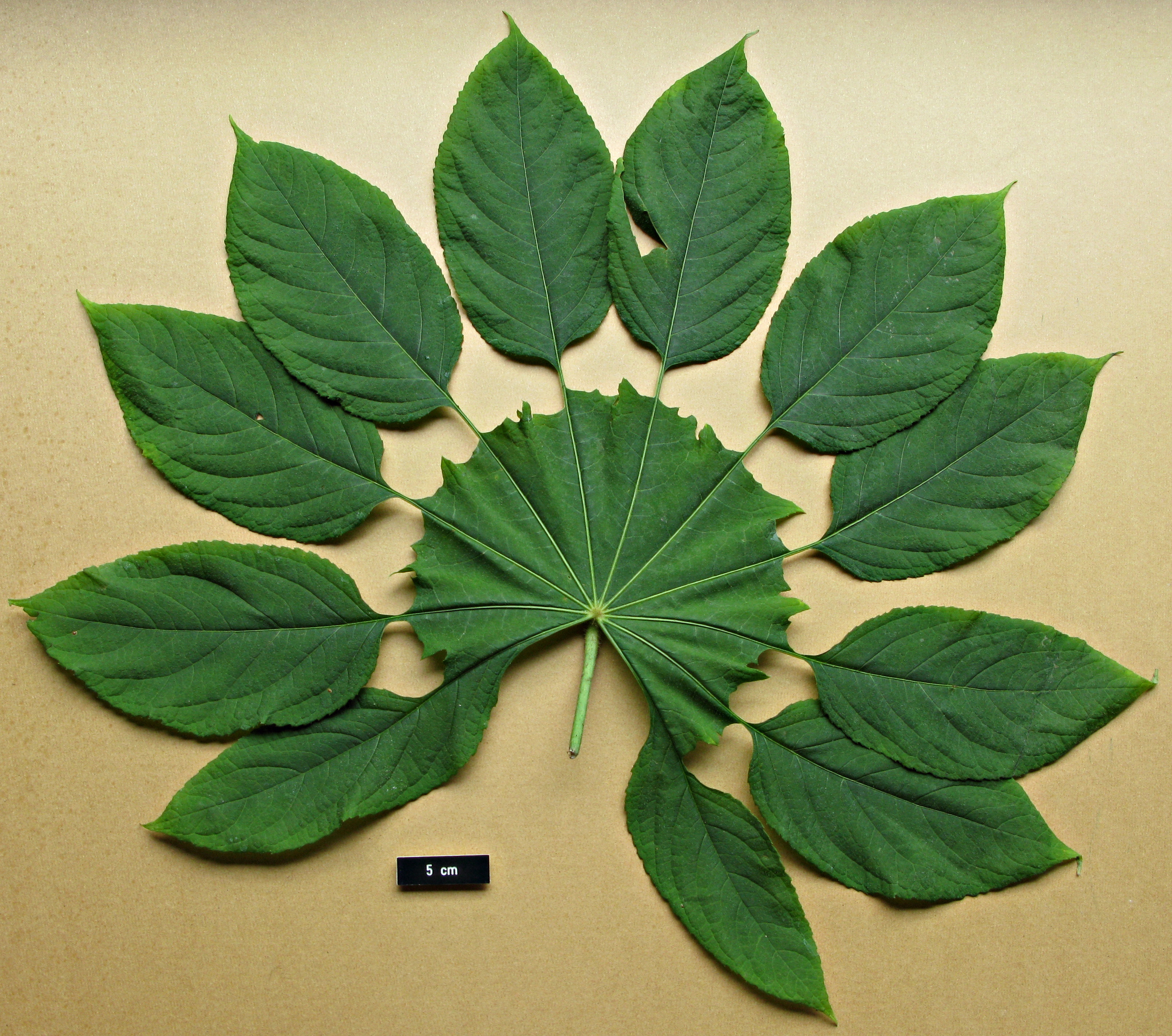 High resolution image: Family: Araliaceae - Genus: Brassaiopsis - Taxon: mitis